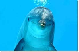 Dolphin crazy: Dolphin that follows your mouse!