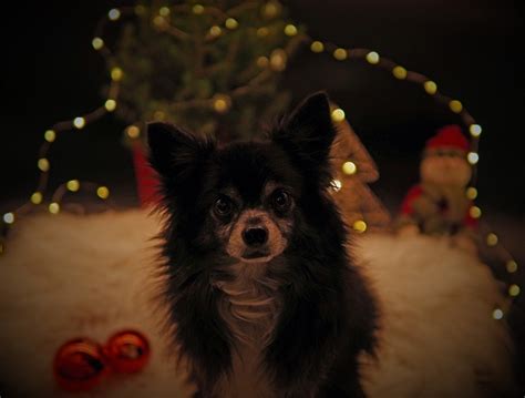 Merry Christmas Chihuahua Canine Free Photo On Pixabay