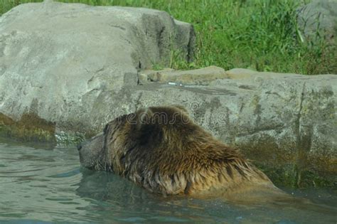 Oso De Grizzley Que Forrajea Para La Comida Imagen De Archivo Imagen