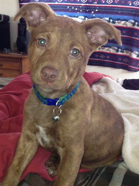 Annie The Australian Cattle Dog Mix Australian Cattle Dog Mix