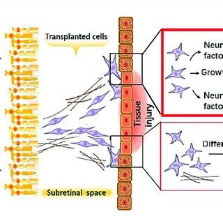 A Schematic Diagram Showing Protective Mechanisms Of The Transplanted