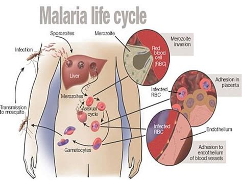 Plasmodium Malariae Diagram