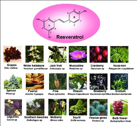 Structure And Sources Of Resveratrol Download Scientific Diagram