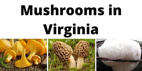 A Comprehensive List Of Common Wild Mushrooms In Virginia Poisonous