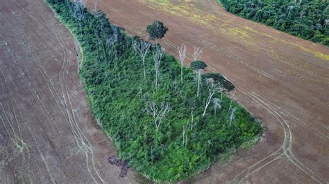 Video Los Humanos Hemos Degradado Más De Un Tercio De Los Bosques Del Amazonas Minuto30