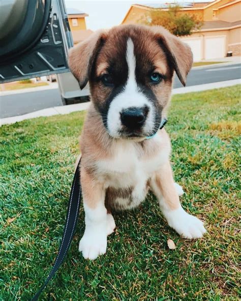 Siberian Husky Saint Bernard Mix Saint Berhusky Full Guide