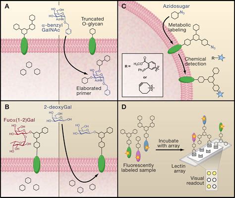 Chemical Technologies For Probing Glycans Cell