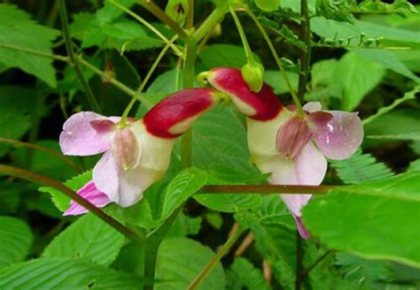 50pcs Parrot Flower Impatiens Psittacina Flower Seeds Plant Etsy