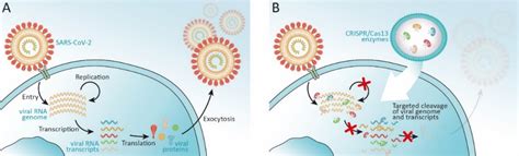 Gen Schere soll SARS CoV2 und andere RNA Viren zerstören