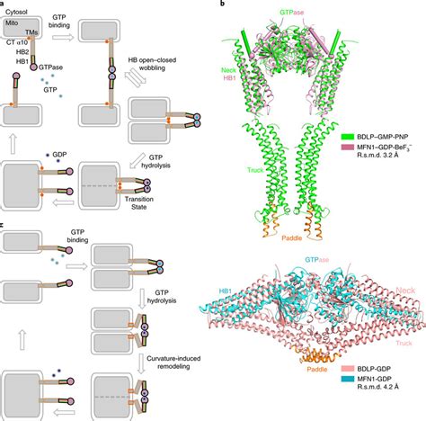 Models Of Mfn Mediated Fusion A A Model Of Mfn Mediated Fusion Gtp