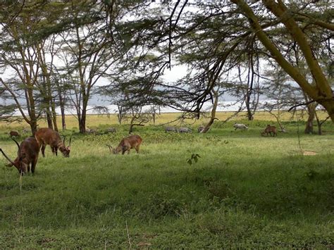 Africa Adventure Holiday 8 Days Discover Kenya Safari AI Trip