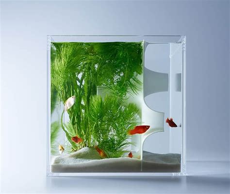 20 Most Unusual Fish Tank Designs for Office and Home