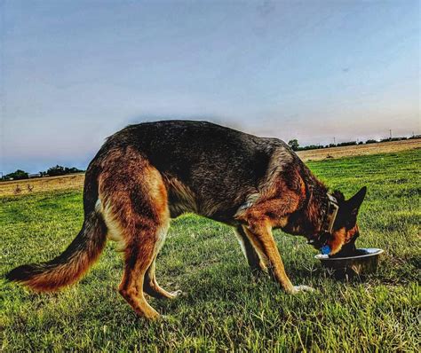 german shepherd rescue   find  gorgeous dog breed  shelters  home rescue