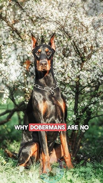 Top 3 Reasons Why Dobermans Are No Longer Used As Police Dogs Shorts