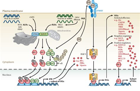 Interferon Stimulated Genes A Complex Web Of Host Defenses Semantic