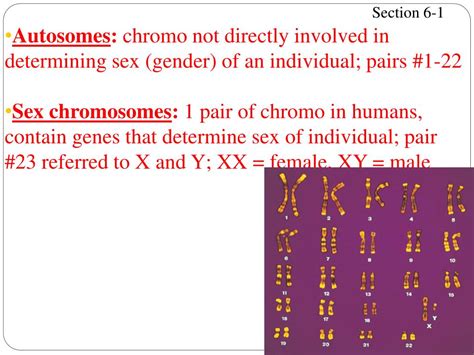 Ppt Chapter 6 Chromosomes And Cell Reproduction Powerpoint Presentation Id 534559