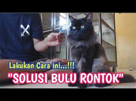 CARA MENGATASI BULU KUCING RONTOK HARUS PAHAM PENYEBABNYA DULU YouTube