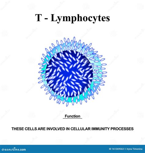 Estructura De Los Linfocitos T Las Funciones De Los Linfocitos T Celdas