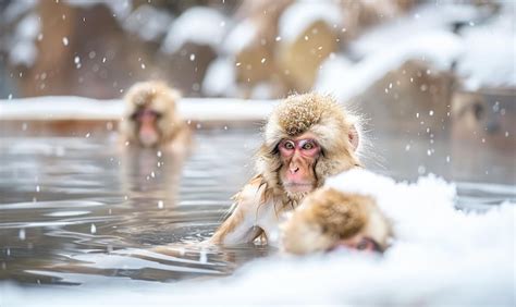 Snow Monkeys Bathing In Hot Springs Premium AI Generated Image