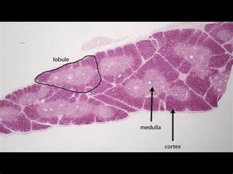 Histology Of Mammalian Thymus Gland Youtube