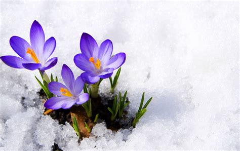 Flowers in Snow Wallpapers on WallpaperDog