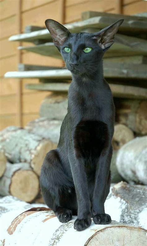Pin on Cats 2