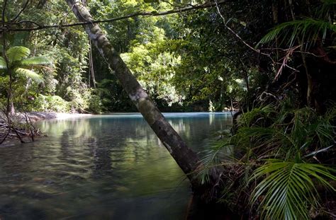 Cooper Creek Wilderness Daintree Rainforest Tours