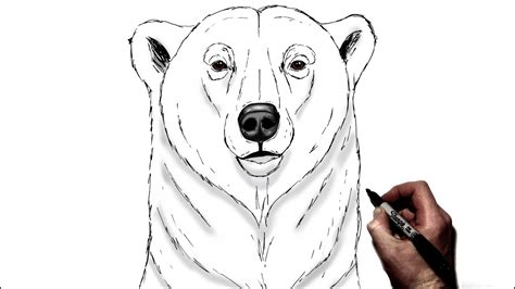 Simple Polar Bear Drawing