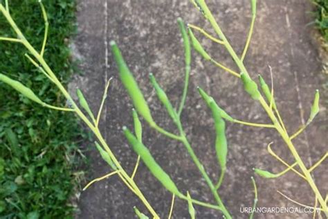 How to Collect Bok Choy Seeds - Urban Garden Gal