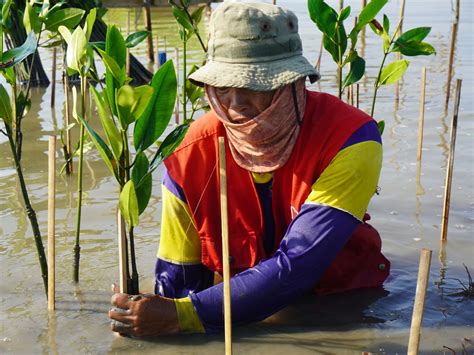 Hapus Jejak Emisi Karbon Di Bumi Mangrove Tag Lakukan Pendampingan