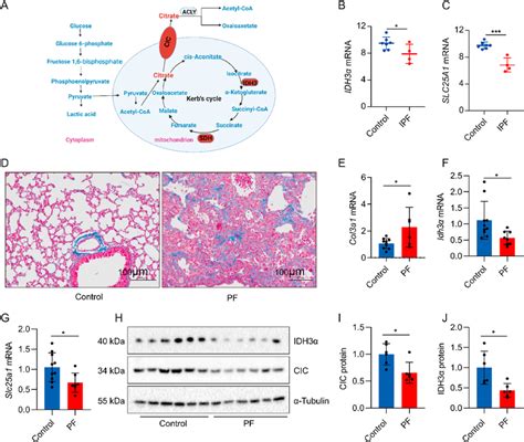 Idh3α And Cic Expression Are Down Regulated In The Lungs Of Pf A The