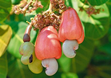 Cashewboom Foto Van Een Noot Hoe En Waar Hij Groeit Hoe De Vruchten