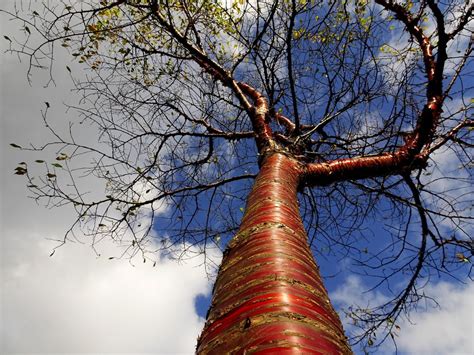 Cherry Tree Varieties For Any Garden And Landscape