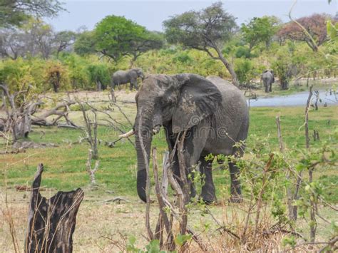 African Elephants in Natural Habitat Stock Image - Image of ...