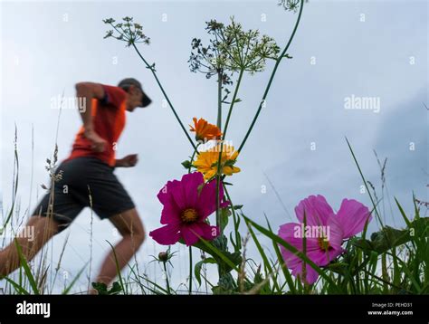 Jogger Wildblumenwiese Fotos Und Bildmaterial In Hoher Aufl Sung Alamy