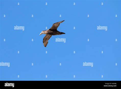 Southern Giant Petrel Macronectes Giganteus In Flight Off Pebble Island