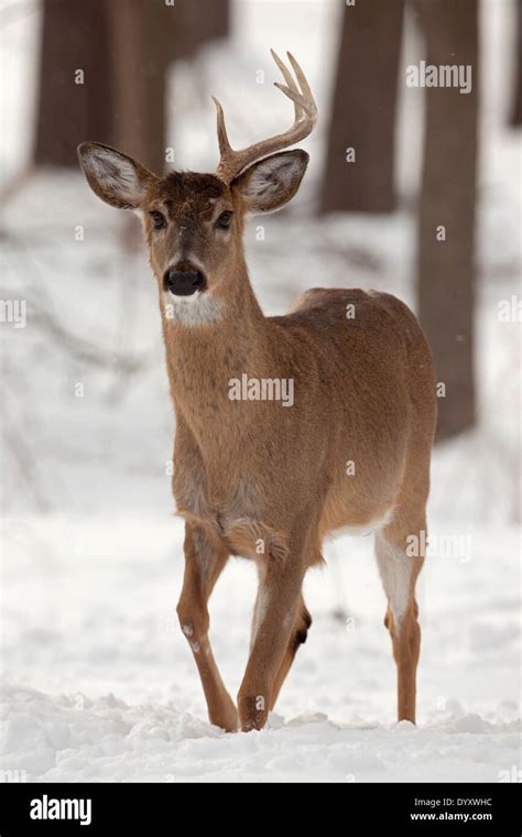 White Tailed Deer Odocoileus Virginianus New York Usa Buck With