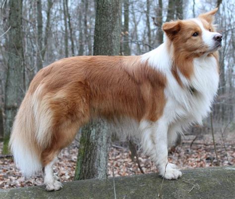 10 Breeds Of Furry Dogs