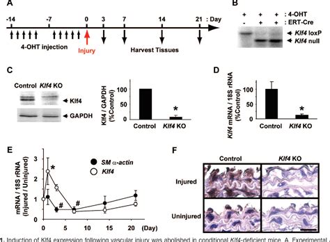 Figure 1 From Conditional Deletion Of Krüppel Like Factor 4 Delays