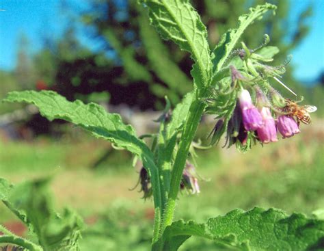 Comfrey, True (Symphytum officinalis) potted plant, organic | Strictly ...