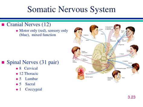 Somatic nervous system examples - libraryxoler