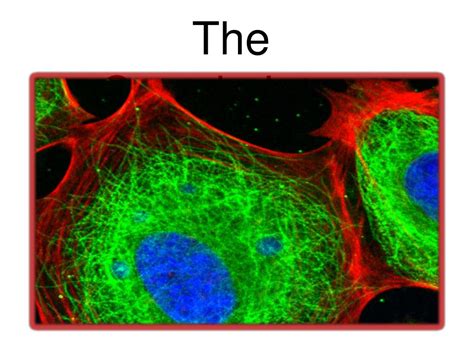 PPT - Microfilaments and Microtubules PowerPoint Presentation, free download - ID:3654654