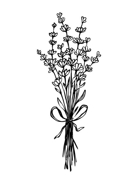 Lavender Bouquet Monochrome Outline Drawing Hand Drawn Black And White