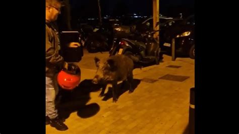 Megtámadta a motorost egy vaddisznó videó ORIGO