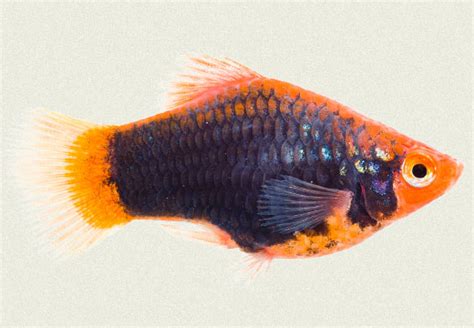 Platy Black Hamberg Tropicali