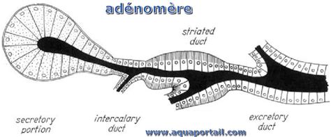 Adénomère définition et explications AquaPortail