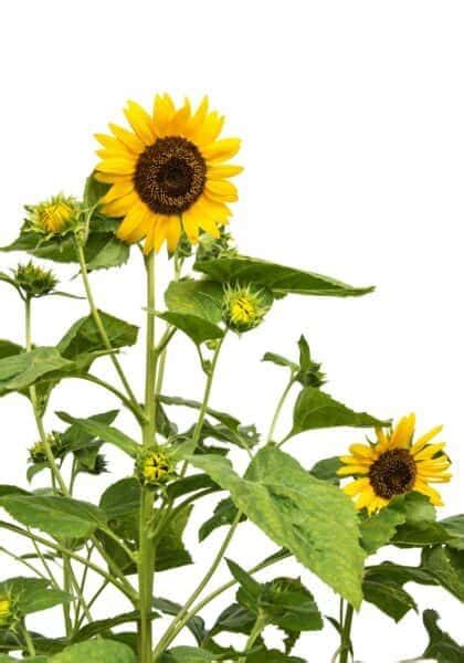 Tall Sunflowers Varieties And Growing Tips For Soaring Specimens