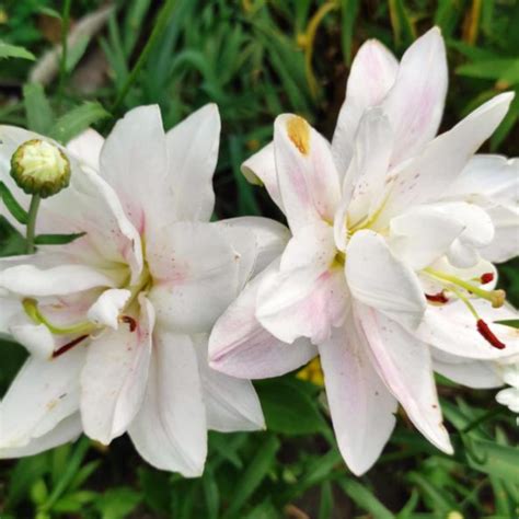 Лилия Лотус пьюр (lotus pure) купить саженцы в Новосибирске.