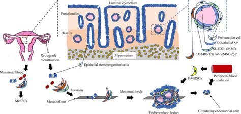 Endometrial Stem Progenitor Cells And Their Roles In Immunity Clinical