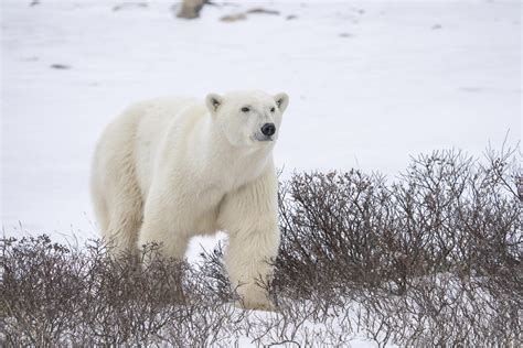 La Desaparici N De Osos Polares De La Bah A De Hudson Podr A Ser